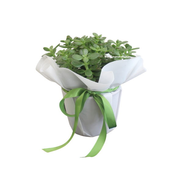 jade plant malaysia Crassula Jade Plant (Klang Valley Delivery) | Giftr