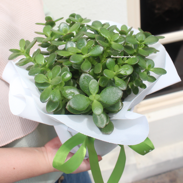 jade plant malaysia Crassula Jade Plant (Klang Valley Delivery) | Giftr