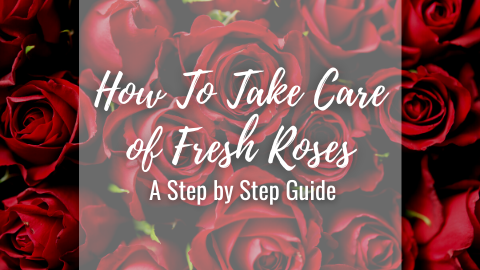 How To Take Care of Fresh Roses: A Step by Step Guide 🌹