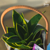 The Leaf Buddies (Klang Valley Delivery Only) - Mother's Day Flowers & Gifts 2026