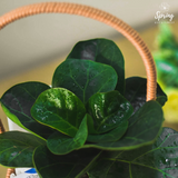 The Leaf Buddies (Klang Valley Delivery Only) - Mother's Day Flowers & Gifts 2026