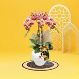 Mimpi Phalaenopsis Orchid (3 stalk) - Hari Raya Hampers & Gifts 2026