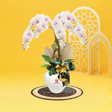 Mimpi Phalaenopsis Orchid (3 stalk) - Hari Raya Hampers & Gifts 2026
