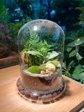 Bell Glass Terrarium (Klang Valley Delivery)