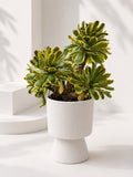Aeonium ‘Sunburst’ (Klang Valley Delivery)