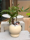 Love Growth Plant (Klang Valley Delivery Only)