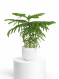 Araucaria cunninghamii in Ceramic Pot (Klang Valley Delivery)