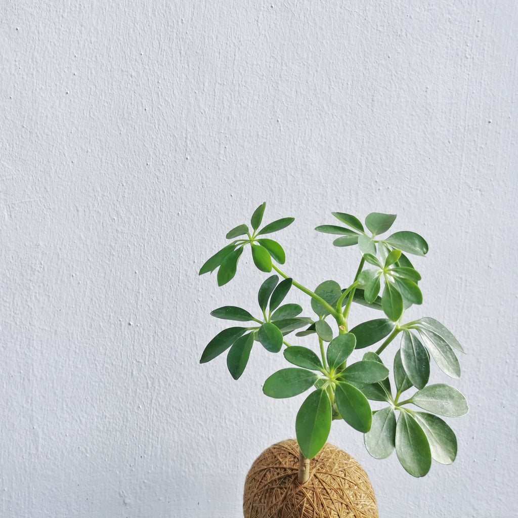 schefflera arboricola 中文 Schefflera arboricola 七叶莲 Kokedama - Ornamental Plant (Nationwide Deli | Giftr