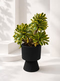 Aeonium ‘Sunburst’ (Klang Valley Delivery)