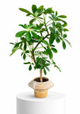 Dwarf Umbrella Tree in Ceramic Pot (Klang Valley Delivery)