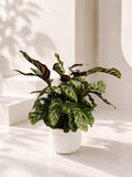 Calathea Makoyana (Peacock Plant) (Klang Valley Delivery)