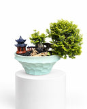 Fukien Tea Bonsai in Ceramic Pot (Klang Valley Delivery)