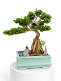 Huang Yang Exposed Root Bonsai (Klang Valley Delivery)
