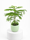 Araucaria cunninghamii in Ceramic Pot (Klang Valley Delivery)