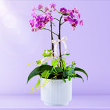 Mini Fresh Phalaenopsis Orchid Arrangement (Klang Valley Delivery)