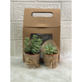 Lively Pots of Succulent Plant Garden Gift Set with Personalised Custom Message/Name (Klang Valley Delivery)