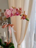 Phalaenopsis Orchid Orange  (Single Stalks)  | (Klang Valley Delivery)