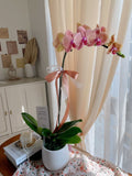 Phalaenopsis Orchid Orange  (Single Stalks)  | (Klang Valley Delivery)