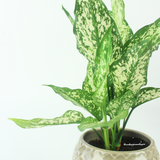 Aglaonema Snow White (Klang Valley Delivery)