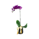 Phalaenopsis Orchid -1 Stalk (Klang Valley Delivery)