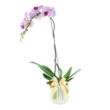 Phalaenopsis Orchid -1 Stalk (Klang Valley Delivery)