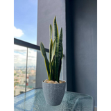Potted Plant (Klang Valley Delivery)