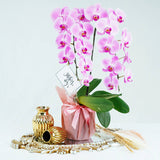 Grade A+ Sweetest Double Pink Phalaenopsis Plant In Pot With Wrapper (6 - 8 Flowers)