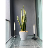 Potted Plant (Klang Valley Delivery)