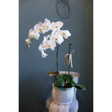 2 Stalks White Phalaenopsis (Penang Delivery Only)