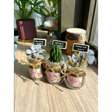 Premium Wedding Door Gift - Succulent In Glass Pot (10pcs) - Klang Valley Delivery