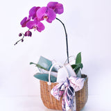 Purple Phalaenopsis Basket With Scarf