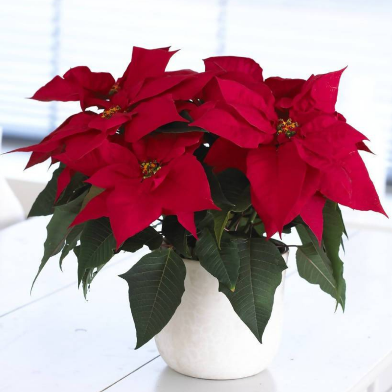 Fresh Poinsettia Plant