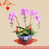 CNY HAMPER 2024 - CNY Phalaenopsis Orchid 3 stalk (Klang Valley Delivery Only)