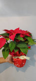 [Christmas 2023] Xmas Potted Flowers Poinsettia | (Klang Valley Delivery Only)