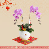 CNY HAMPER 2024 - CNY Phalaenopsis Orchid 2 stalk (Klang Valley Delivery Only)