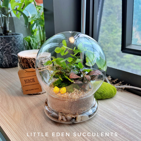 Clear Glass Dome Terrarium- Mother's Day 2024 Klang Valley Delivery