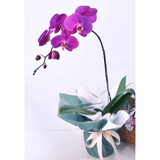 Grade A+ Purple Phalaenopsis Plant In Pot With Wrapper (8 - 10 Flowers)