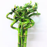Lucky Bamboo – Curly Chinese New Year 2020