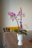 Midi Phalaenopsis Orchids | (Penang Delivery Only)