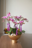 [CNY2024] Midi Phalaenopsis Orchids - Baby Grand | (Penang Delivery Only)