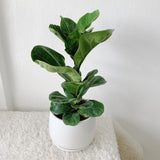 Fiddle Leaf Fig