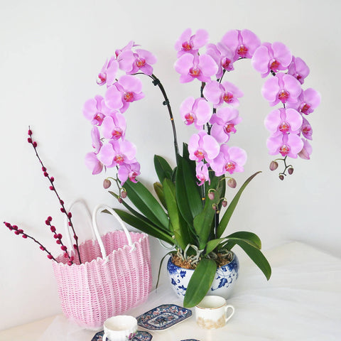Pink Orchid 03