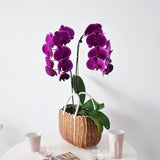Purple Orchid 02 in Basket