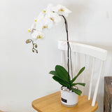 Hari Raya 2023 Puteri White Orchid (Johor Bahru Delivery)