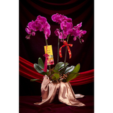 CNY 2024 (紫色兰花) Wealth Rolling in Premium Fresh Orchid (Charming Purple) (Fresh Flower)(Klang Valley Delivery)