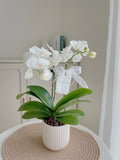 Mini Phalaenopsis Orchid White (Single Stalks) | (Klang Valley Delivery)