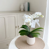 Mini Phalaenopsis Orchid White (Single Stalks) | (Klang Valley Delivery)