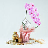Grade A+ 1 Stalk Sweetest Pink Phalaenopsis Plant In Pot With Wrapper (6 - 8 Flowers)