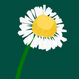 The Nature of Things Chamomile Pure Essential Oil Ireland (Nationwide Delivery)