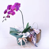 Purple Phalaenopsis Basket With Scarf